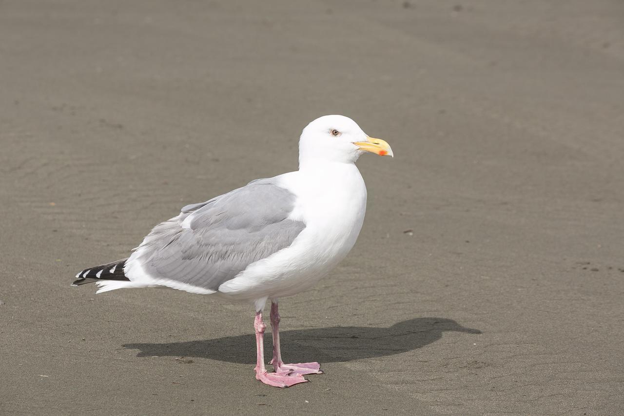 Canterbury Inn Ocean Shores Bagian luar foto